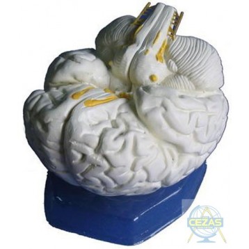 Model mózgu, 3- częściowy
