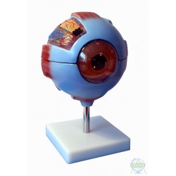 Model oka, 6-częściowy
