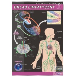 Plansza układ limfatyczny