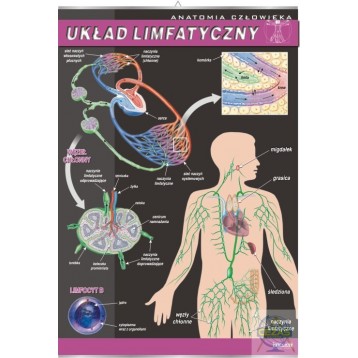 Plansza układ limfatyczny